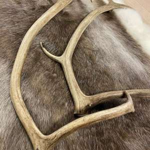 Reinsdyrhorn Bukk Kappet Norske pr stk